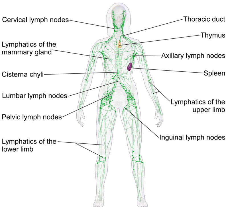 Lymphatic System Female